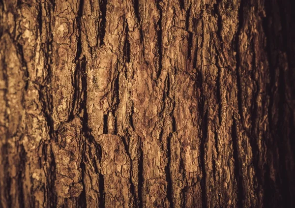 Baumrinde Hintergrund — Stockfoto