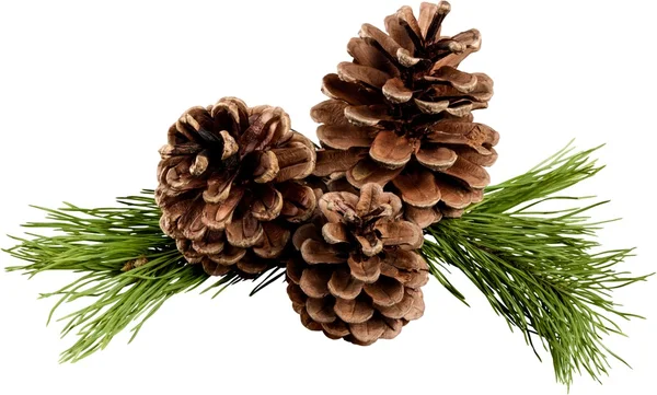 Pine cones with branch — Stock Photo, Image