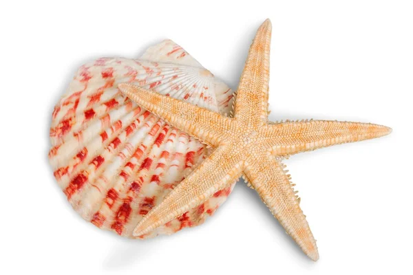 Sjöstjärnor och shell isolerade — Stockfoto