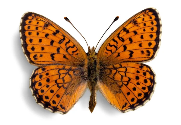 Słodkie zwierzę motyl — Zdjęcie stockowe