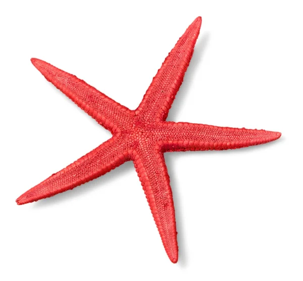 Red   starfish isolated — Stock Photo, Image