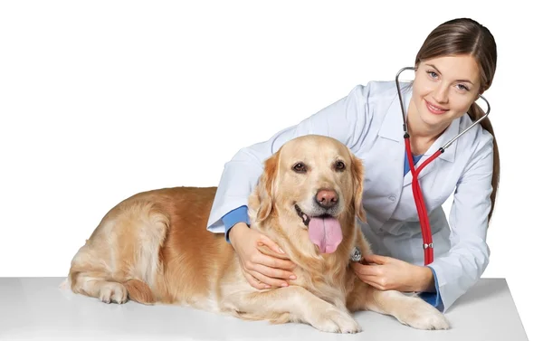 Femme médecin avec patient canin — Photo
