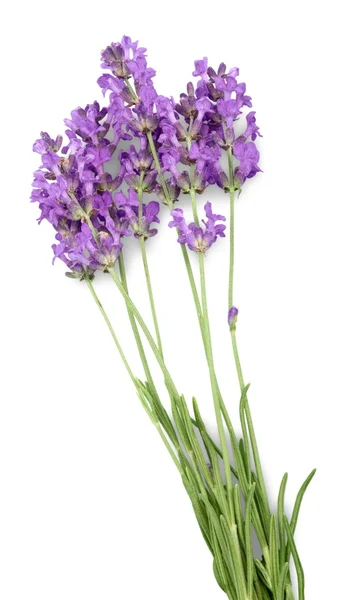 Ramo de lavanda en blanco — Foto de Stock