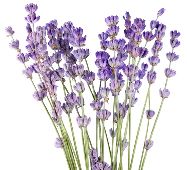 Flores de lavanda isoladas — Fotografia de Stock