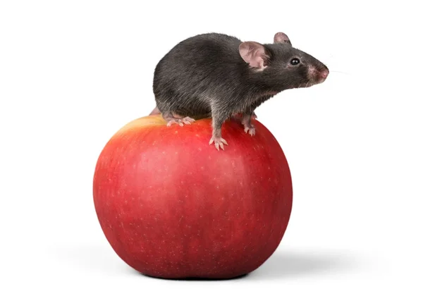Grijze muis dier op apple — Stockfoto