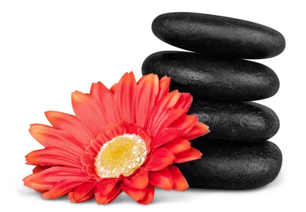 Zen basalt stones and flower — Stock Photo, Image