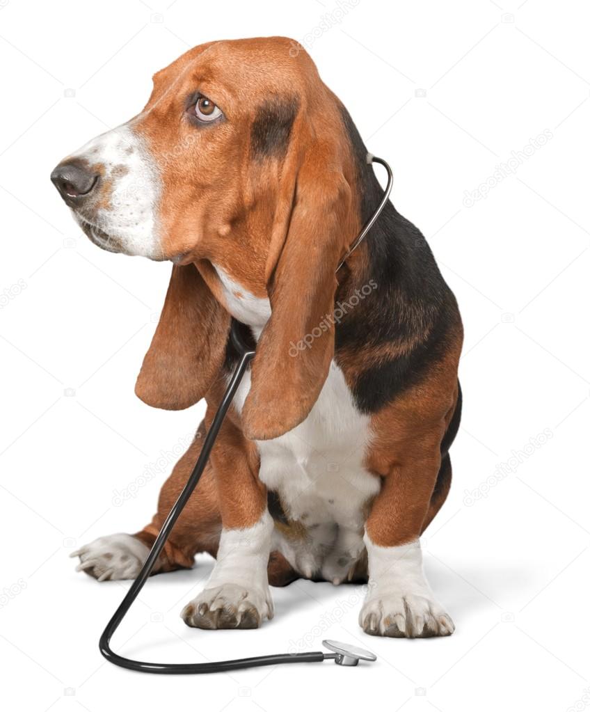 Basset Hound dog