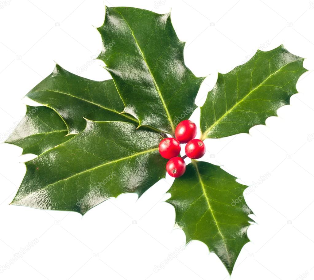 European Holly (Ilex aquifolium) leaves 