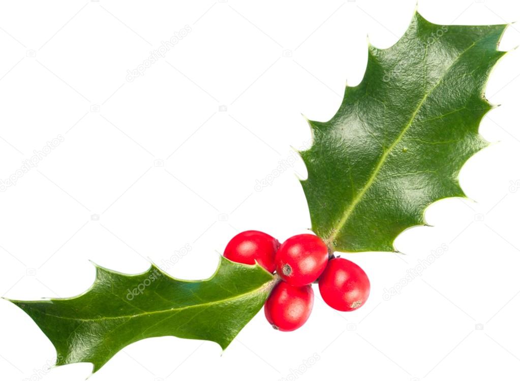 European Holly (Ilex aquifolium) leaves 