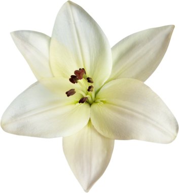 beautiful white lily 