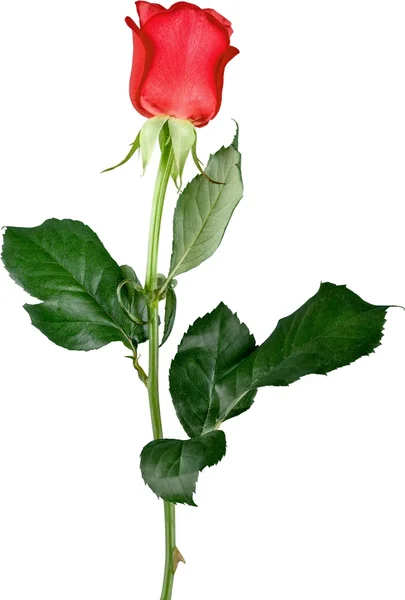 Rosa rossa isolata — Foto Stock