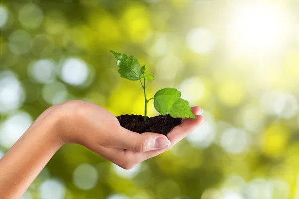 Planta verde en mano humana — Foto de Stock