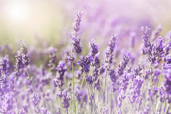 Violet lavender field — Stock Photo, Image