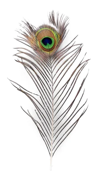 Natuurlijke Peacock feather — Stockfoto