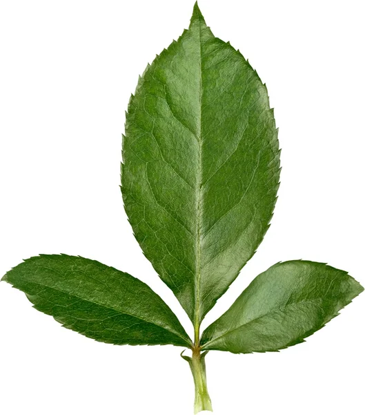 녹색 장미 잎 격리 — 스톡 사진
