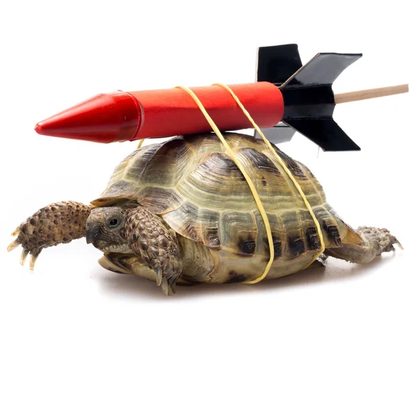 Rakete auf Schildkröte gerichtet — Stockfoto