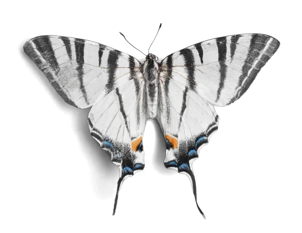Izole renkli kelebek — Stok fotoğraf