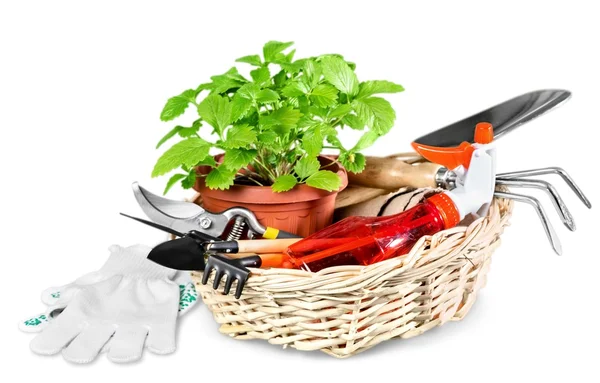 Gardening Equipment and plant — Stock Photo, Image