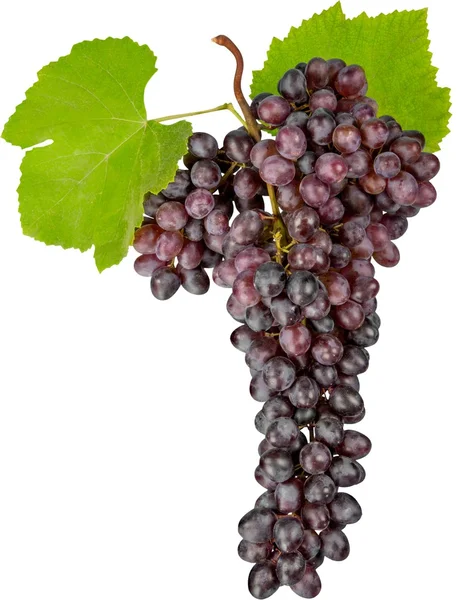 Темный виноград, изолированный — стоковое фото