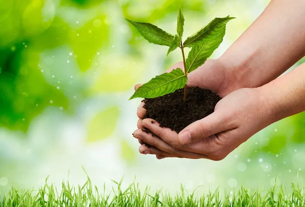 Green Plant in Human Hands — Stock Photo, Image