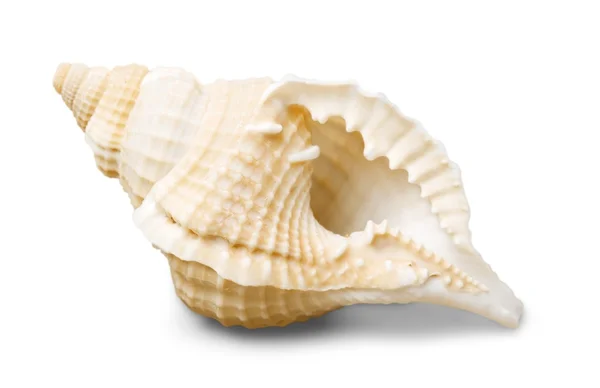 Sea shell isolated — Stock Photo, Image