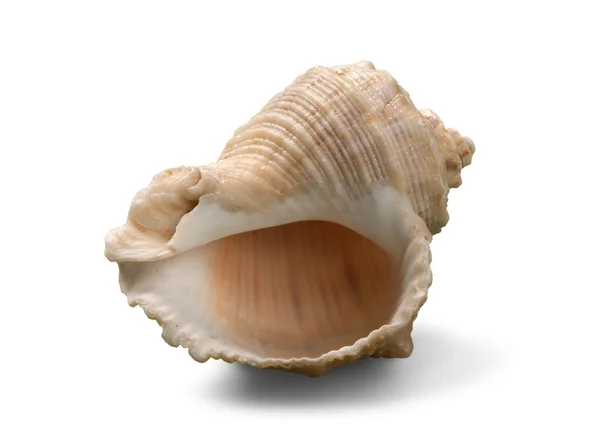 Sea shell op achtergrond — Stockfoto