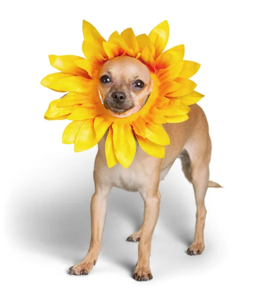 Σκυλί Chihuahua στο λουλούδι καπέλα — Φωτογραφία Αρχείου