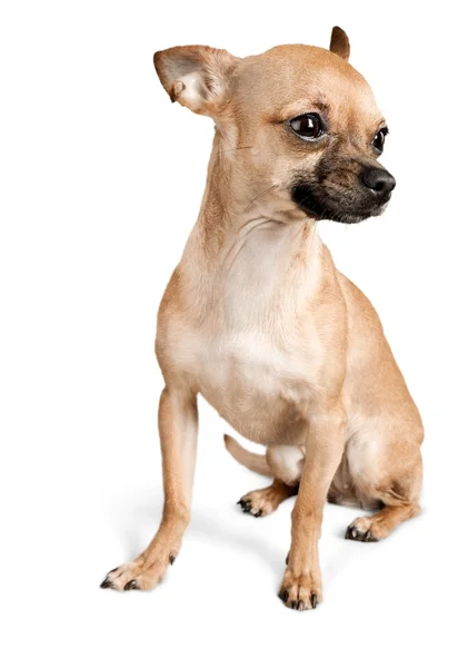 Σκυλί chihuahua χαριτωμένο — Φωτογραφία Αρχείου