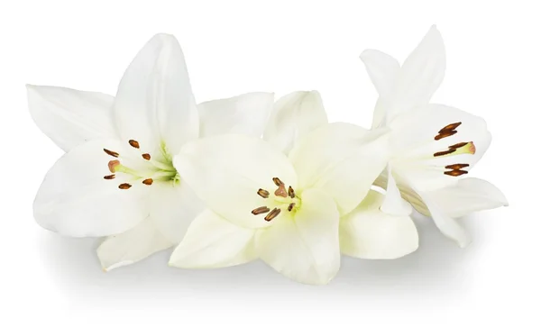 Bílé lilie na bílém pozadí — Stock fotografie