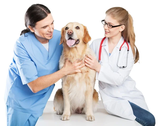 Собака с ветеринарами в клинике — стоковое фото