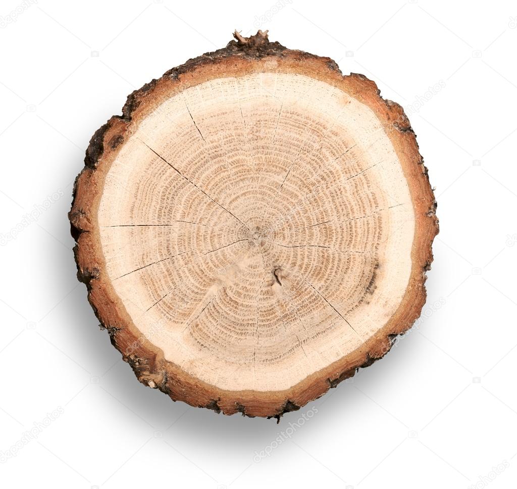 Wood round slice