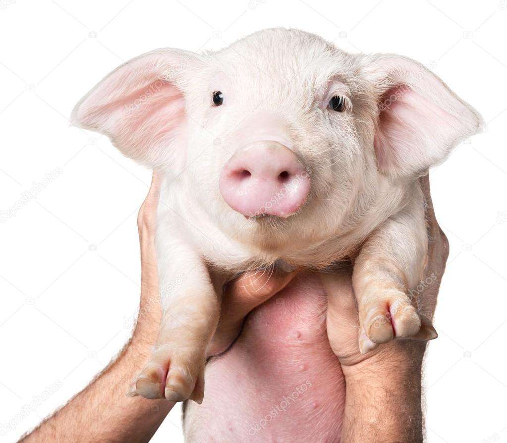 hands holding Cute piglet 