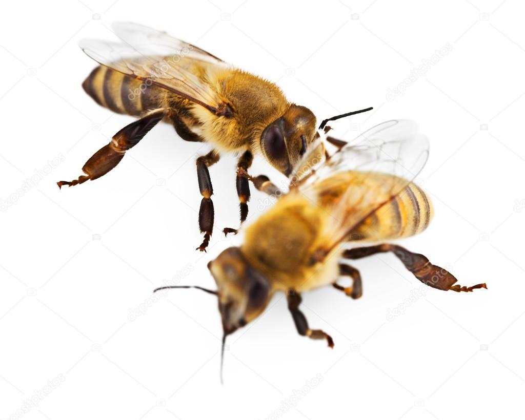 Bees isolated on the white