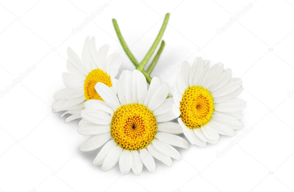 white chamomile flowers 