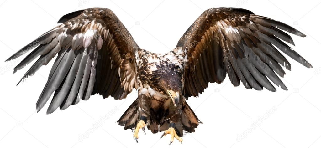 eagle with spread wings