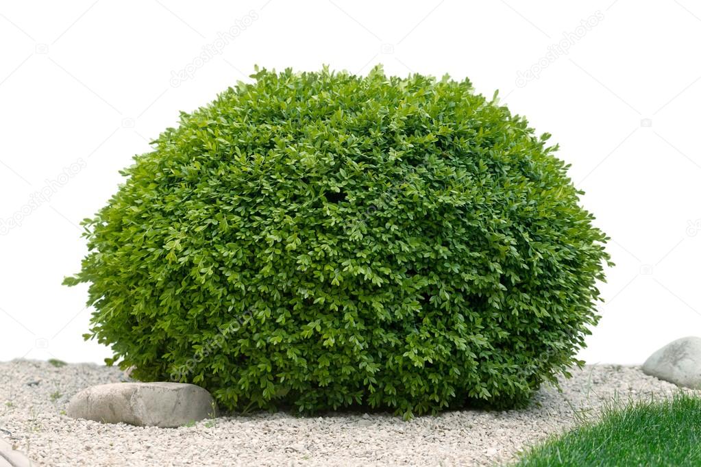 Green leafy bush