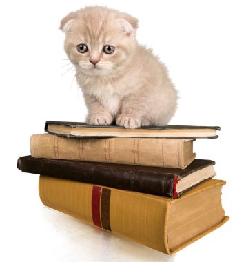 cute Kitten on books clipart