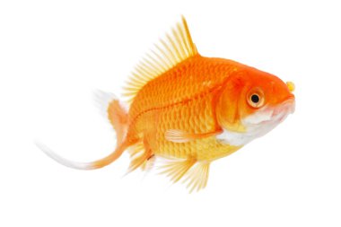 altın balık. yalıtım 