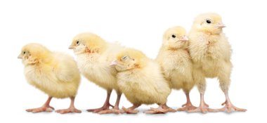 sevimli küçük tavuk