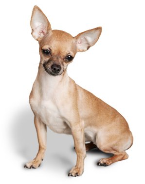 şirin chihuahua köpek 
