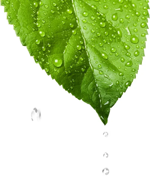 Hoja verde con gotas de agua —  Fotos de Stock