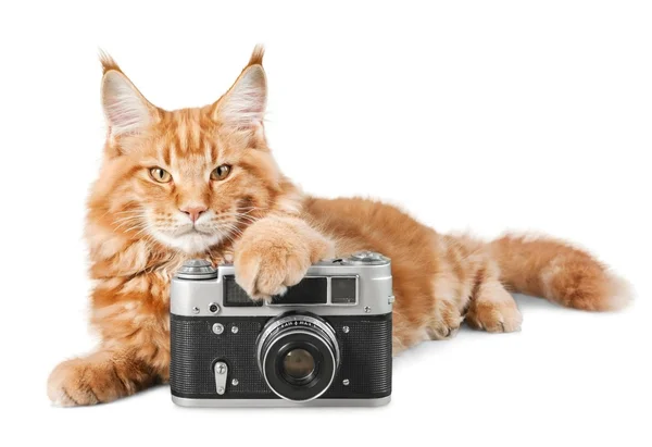 Schattige rode kat met camera — Stockfoto