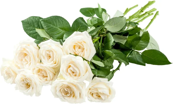 Bouquet of white roses — Stock Photo, Image