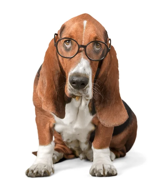 Basset Hound dog in glasses — Stock Photo, Image