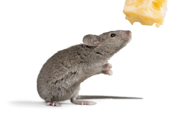 Rato cinzento animal e queijo — Fotografia de Stock