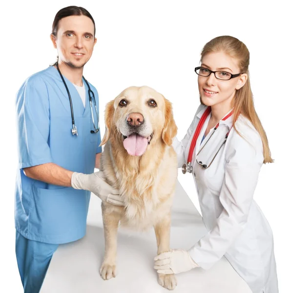 Pies z weterynarzy w klinice — Zdjęcie stockowe