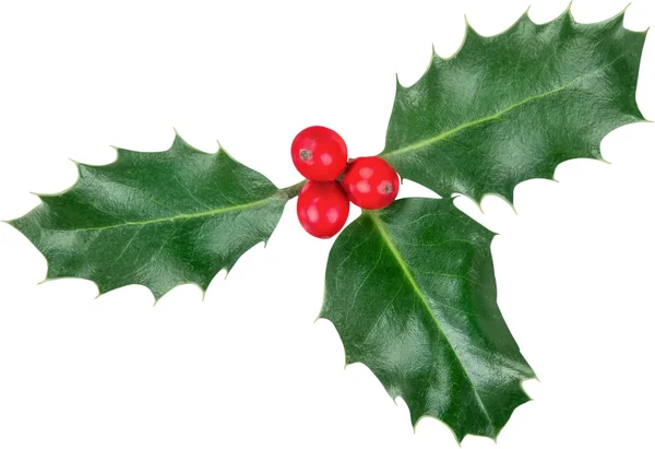 Φύλλα της Ευρωπαϊκής Holly (Ilex aquifolium) — Φωτογραφία Αρχείου