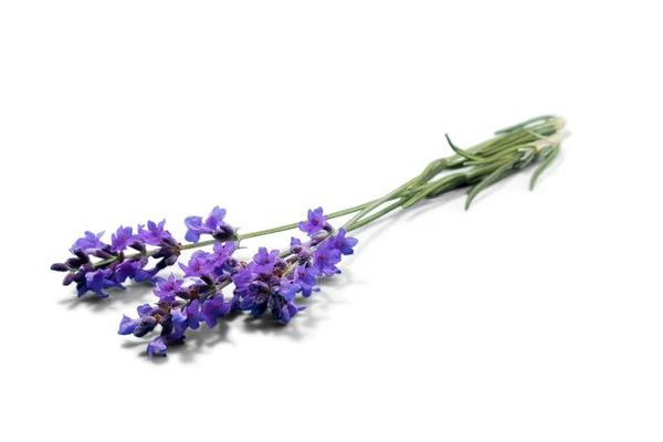 Flores de lavanda isoladas — Fotografia de Stock