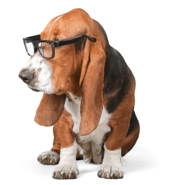 Basset Hound dog — Stockfoto