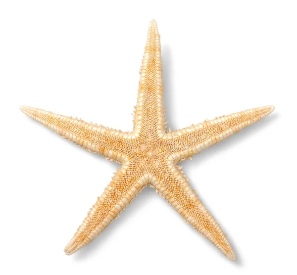 Одна Морская звезда изолирована — стоковое фото